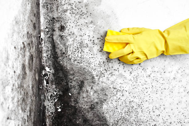 Best Post-Construction Mold Inspection  in Flora Vista, NM