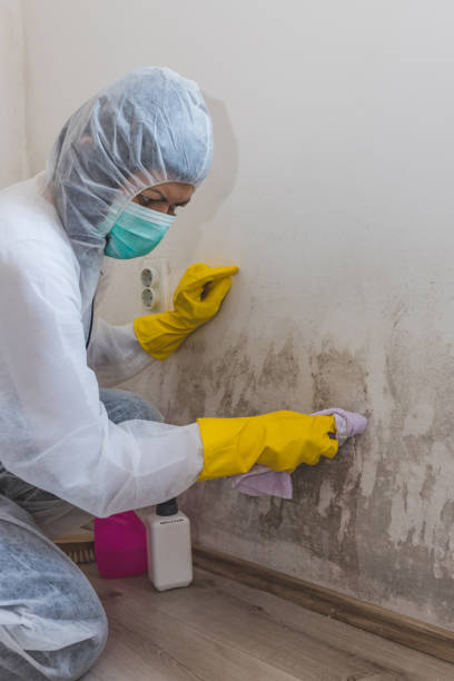 Best Attic Mold Removal  in Flora Vista, NM