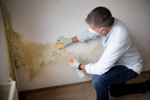 Best Mold Odor Removal Services  in Flora Vista, NM