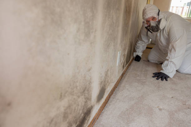Best Post-Remediation Verification Testing  in Flora Vista, NM